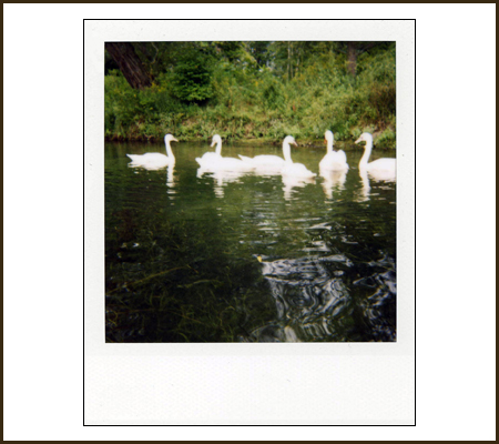polaroid_swans.jpg